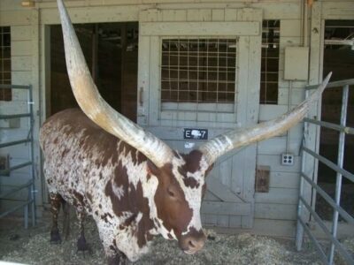 Mother Earth News Fair Highlights, Part I Image